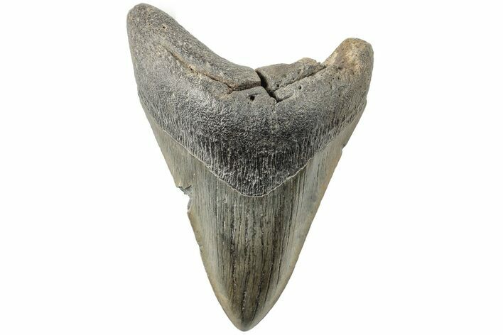 5.29" Fossil Megalodon Tooth - South Carolina